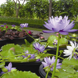 Nymphaea  Jigantea