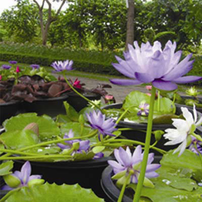 Nymphaea  Jigantea