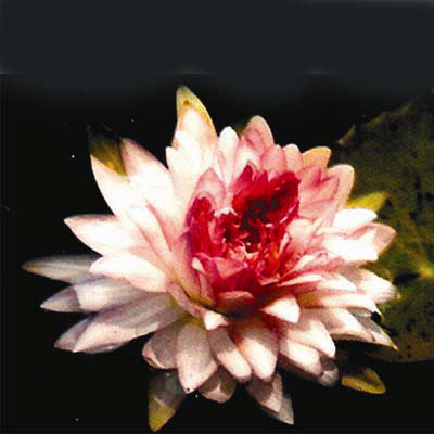 Nymphaea jomgkolnee