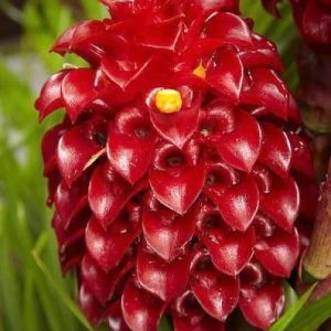 Tapeinochilos ananassae