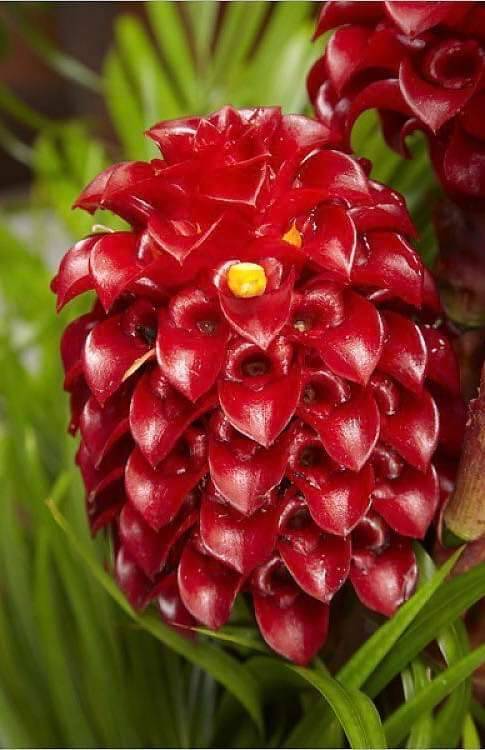 Tapeinochilos ananassae