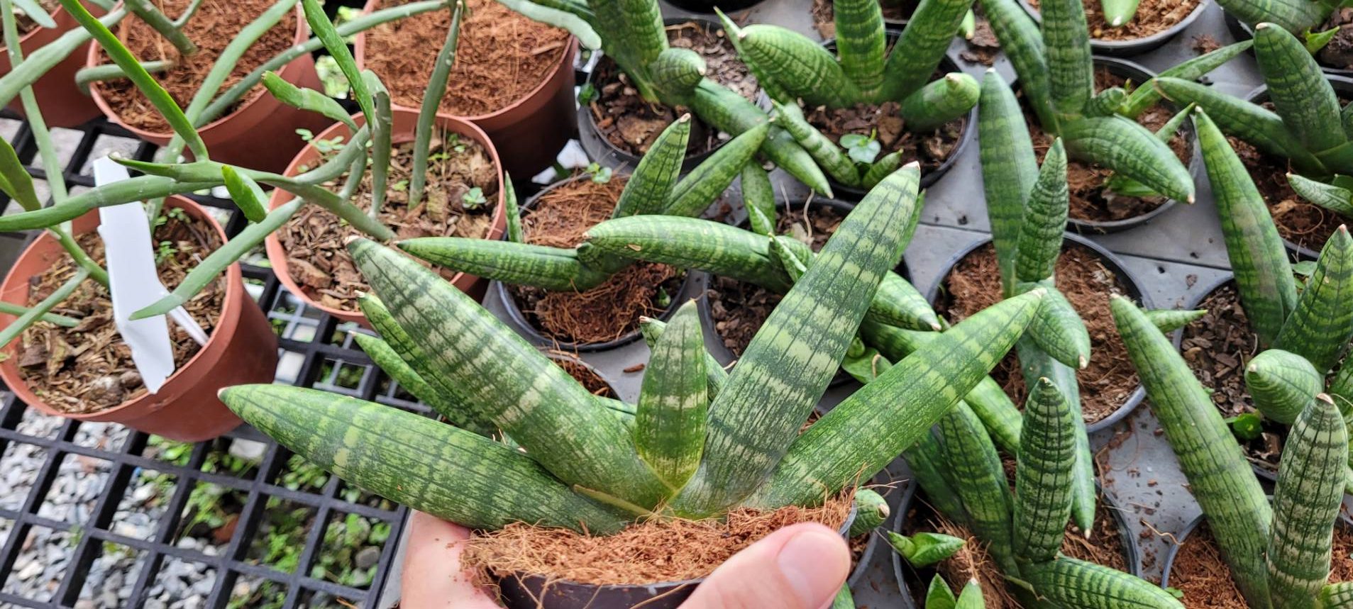 Sansevieria rhino horn 4.5" pot
