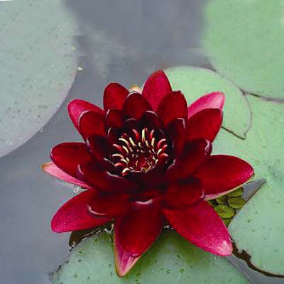 Nymphaea Almost Black