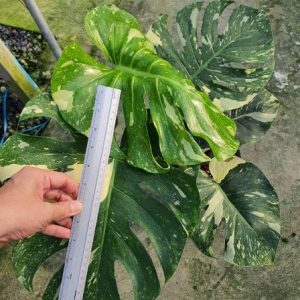 Monstera deliciosa Thai constellation!!!!! XL