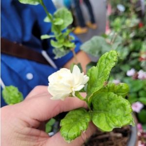 Jasminum Mali pikul
