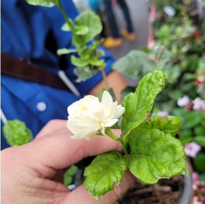 Jasminum Mali pikul