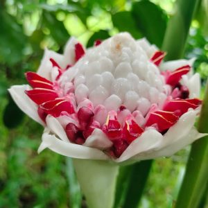 Etlingera Olympic torch