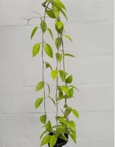 Hoya limoniaca (large)