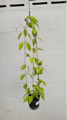Hoya limoniaca (large)