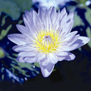 Nymphaea leopardess