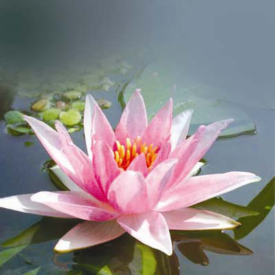 Nymphaea Amabilis