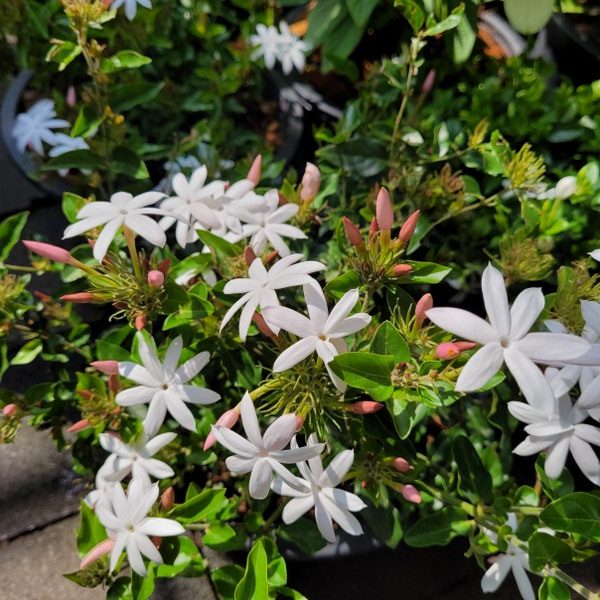 Jasminum 'Angel Wings'