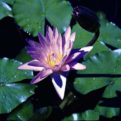 Nymphaea margaret_mary