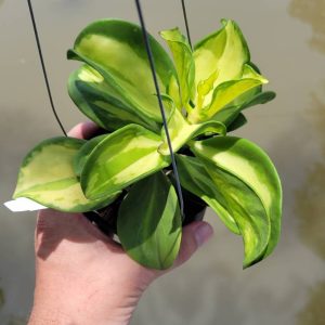Hoya pachyclada variegated (rooted cutting)