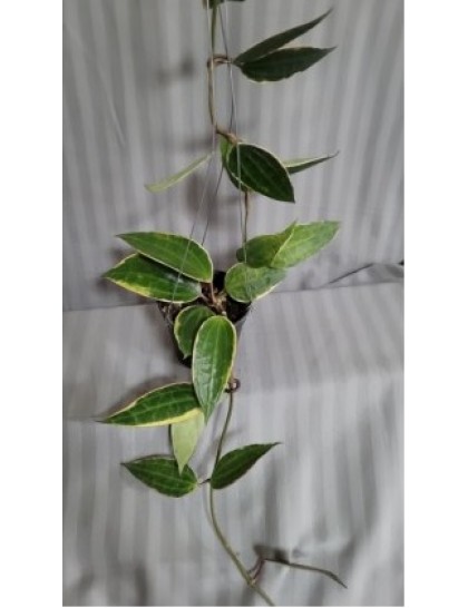 Hoya macrophylla varigated alittlebit red outside (large)