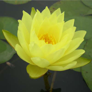 Nymphaea zenluies gold