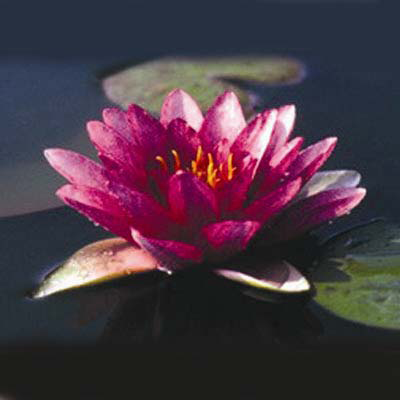 Nymphaea Meteor