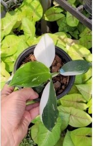 Philodendron white wizzard