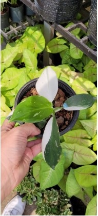 Philodendron white wizzard