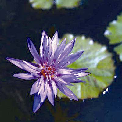 Nymphaea midnight