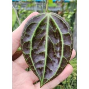 Hoya SP. 8867 sulawesi (large)