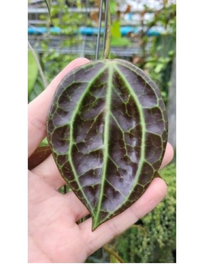 Hoya SP. 8867 sulawesi (large)