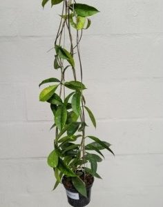 Hoya mappigera pink corona (large)