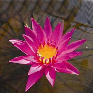 Nymphaea American beauty