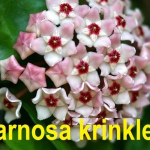 Hoya carnosa krinkle  albomarginata  ( rooted cutting )