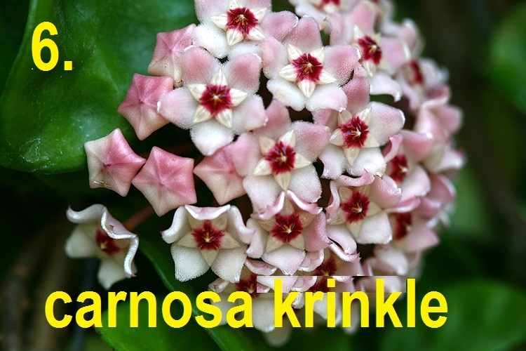Hoya carnosa krinkle ( rooted cutting )