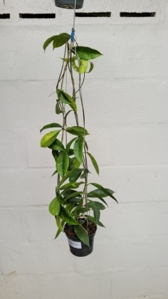 Hoya mappigera pink corona (large)