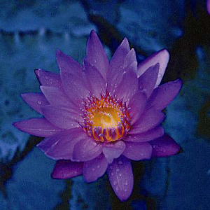 Nymphaea mrs_martin_e_randig
