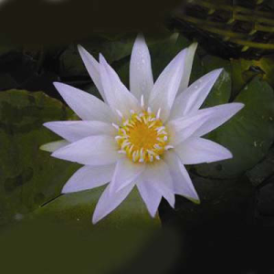 Nymphaea mrsewhit
