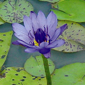 Nymphaea caerulea