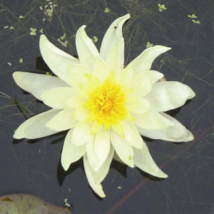 Nymphaea Charlene Strawn