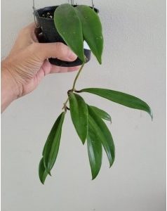 Hoya SP. kunming kina (large)