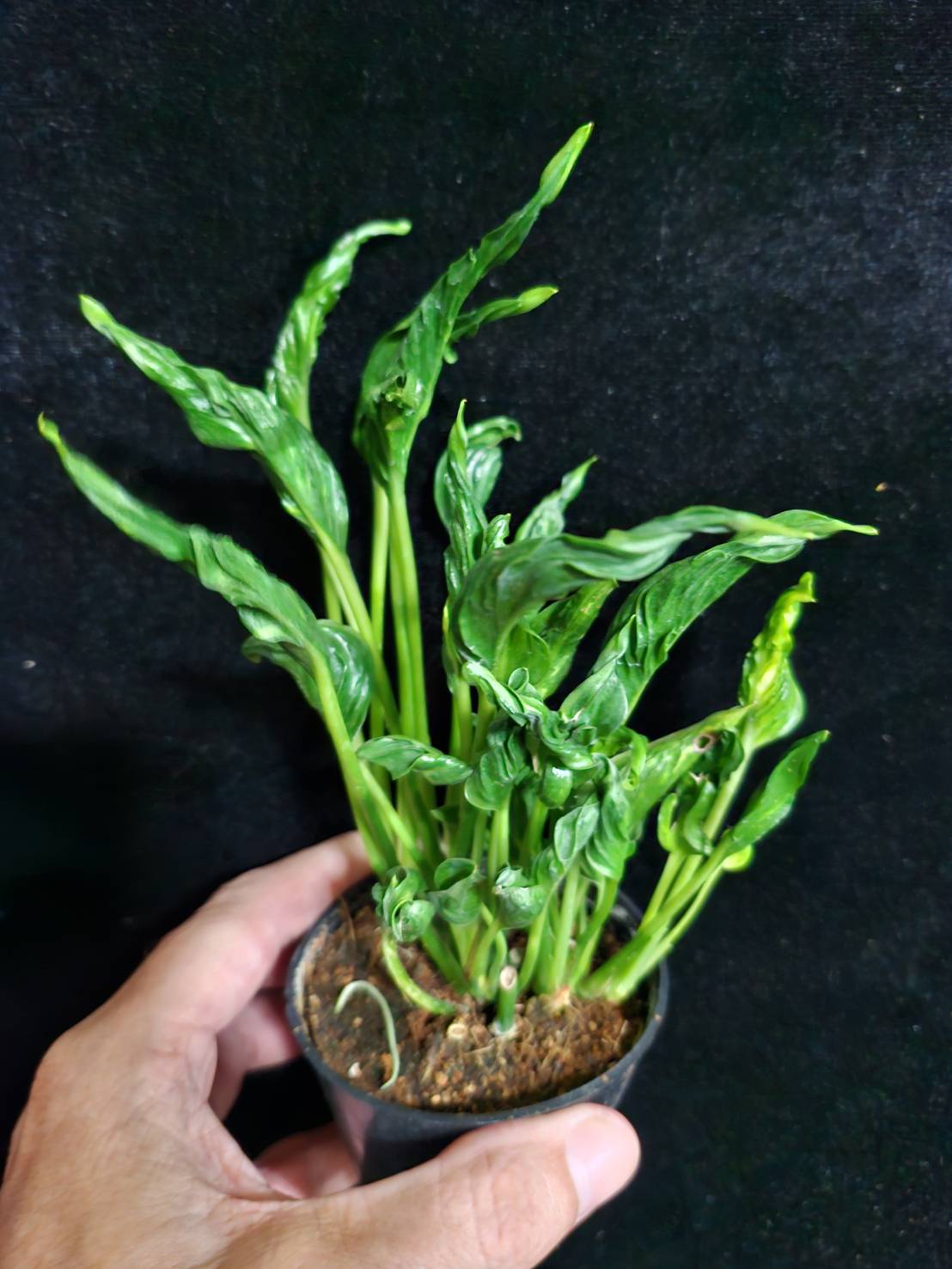Epipremnum 'Shangri La' green form - Image 4