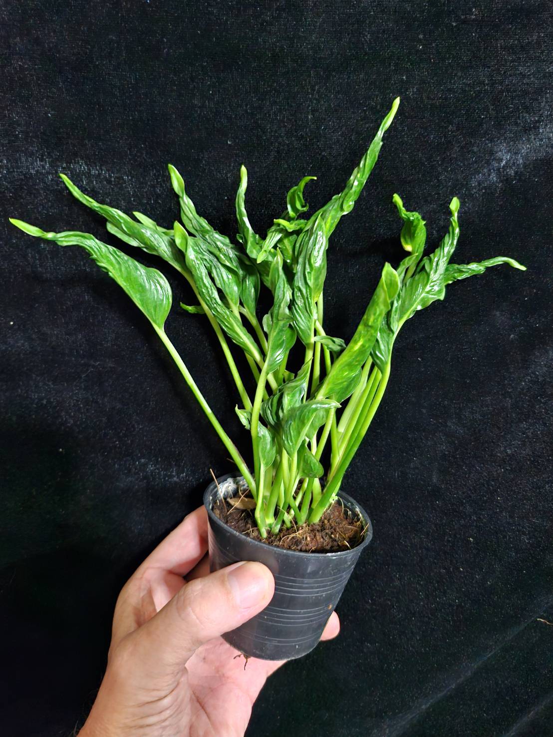 Epipremnum 'Shangri La' green form - Image 5