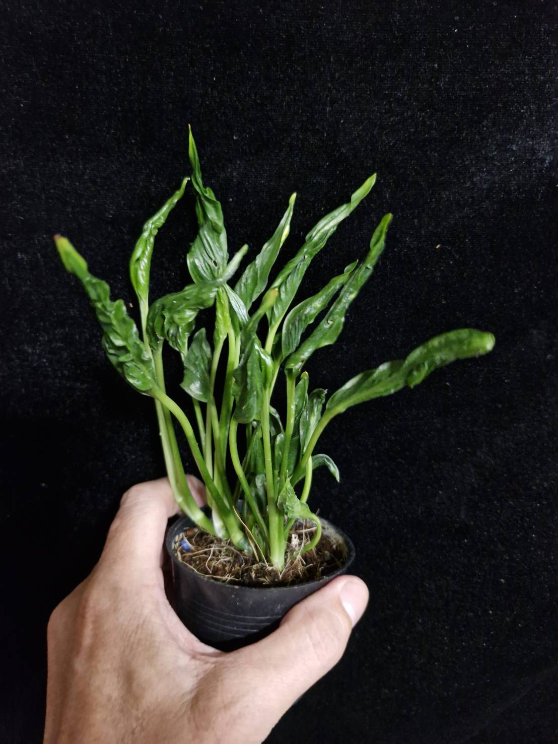 Epipremnum 'Shangri La' green form - Image 6