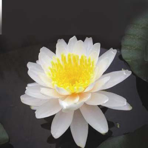 Nymphaea Apple blossom pink
