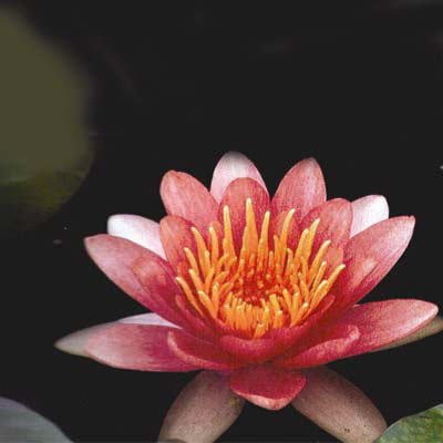 Nymphaea comanche