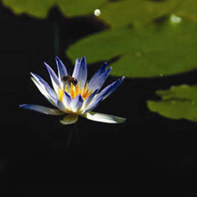 Nymphaea elegans