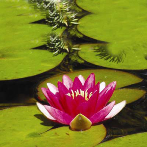 Nymphaea Escarboucle