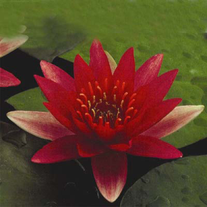 Nymphaea escauboucle