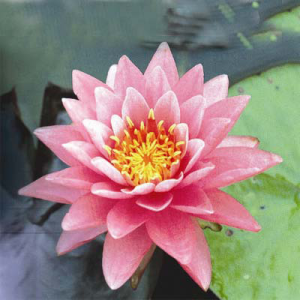 Nymphaea fire _opal