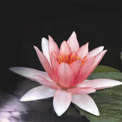Nymphaea formosa