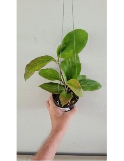 Hoya marginata (IMML-1727)(large)