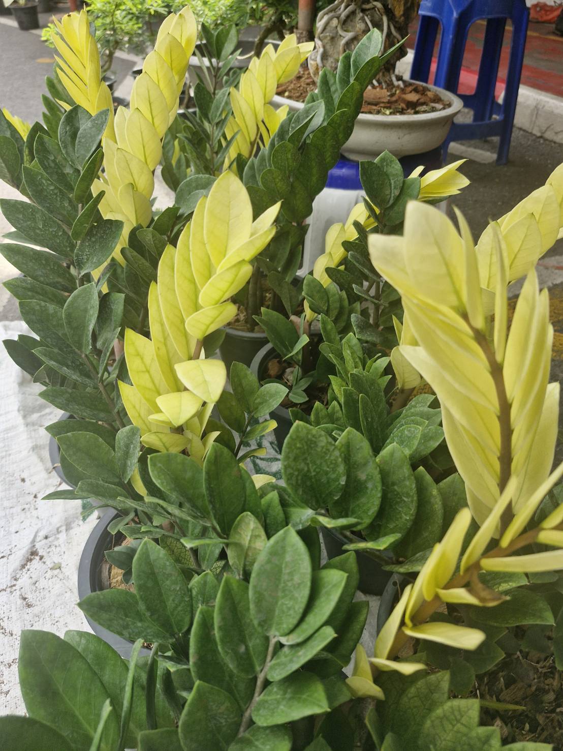 Zamioculcas 'Sunlight '