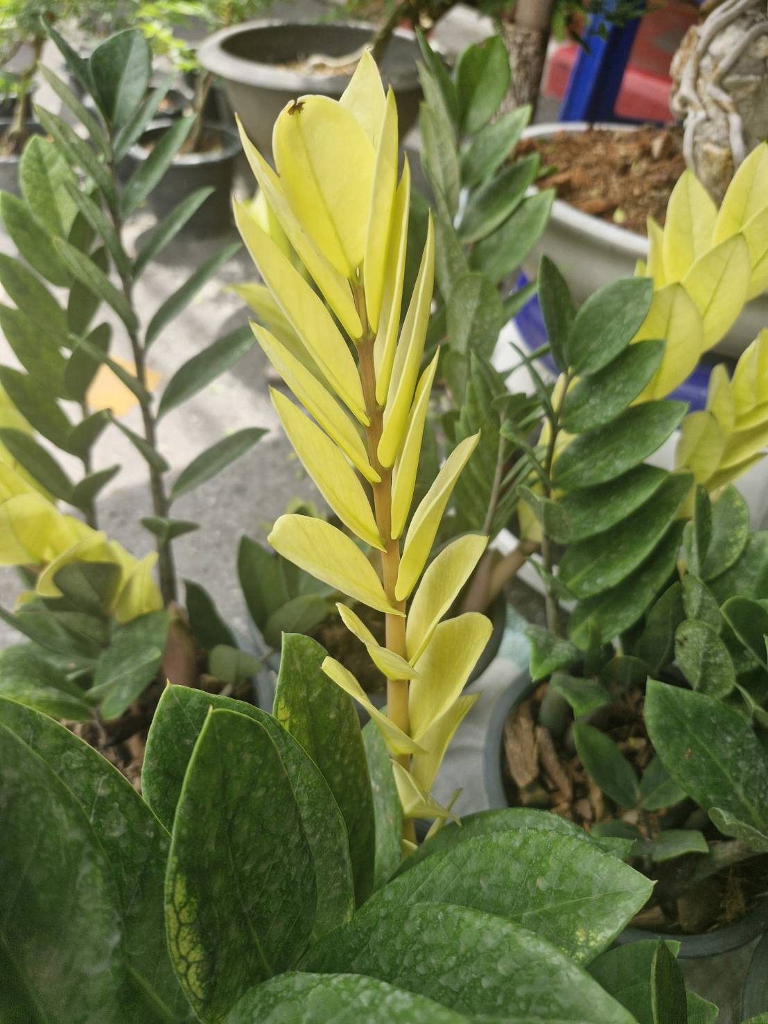 Zamioculcas 'Sunlight ' - Image 2