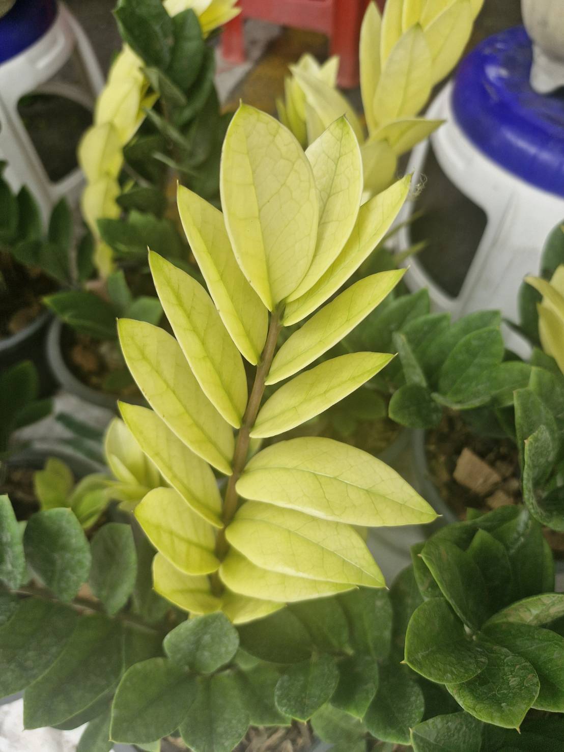 Zamioculcas 'Sunlight ' - Image 3